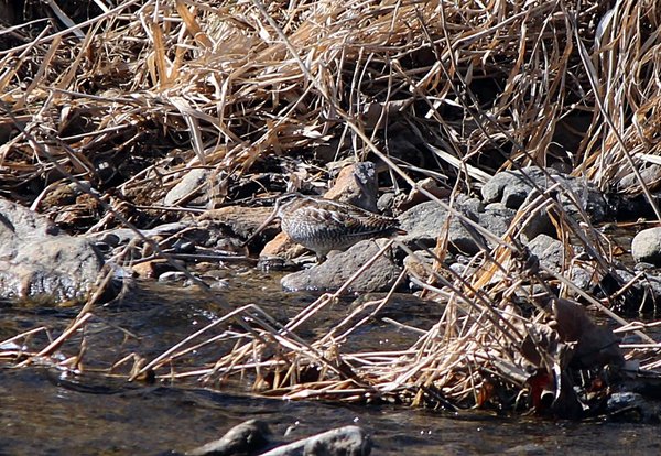청도요